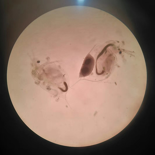 小球藻快速显微镜观察