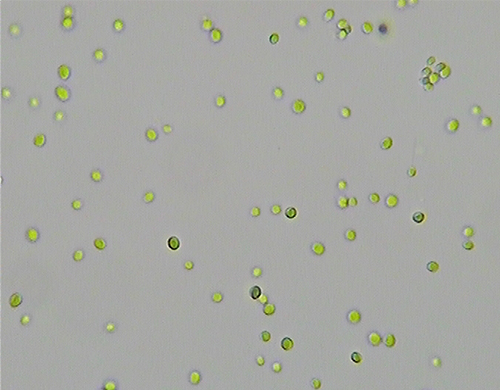 小球藻快速显微镜观察