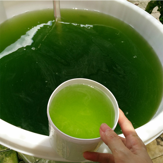 小球藻栅藻营养盐快速稳定扩培 - 海南源泉生物科技有限公司